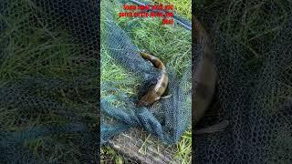#angling #anglingtimes #fishcatching #fish #perch #fishing #chub #float #floatfishing #riverstour
