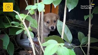 Abandoned stray puppy refuses to go outside after being taken home, fearing abandonment by its owner