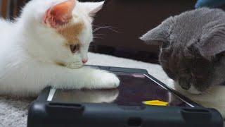 This Game Seems Too Easy For Kittens | Peppy Cat | Kitten Diary