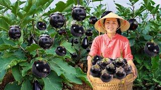 Harvesting EGGPLANT, Harvesting COCONUT,  CORN... Goes To The Market Sell | Phương Farm Life