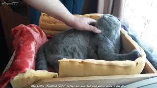 My kitten Scottish Fold enjoys his new bed and purrs when I pet him