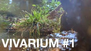 EUROPE's wildlife in a vivarium(2 meters)! First episode.