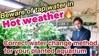 Correct water change method for your planted aquarium according to seasons (Summer edition)