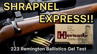 PREDATOR SLAYERS?! 223 Remington Hornady Varmint Express VMAX 55gr Ballistics Gel Ammo Test