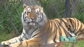 LSU's Mike the Tiger