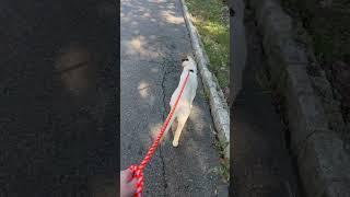 Geralt the White Wolf is getting better on the lead! #puppy #germanshepherd #sweetpuppy