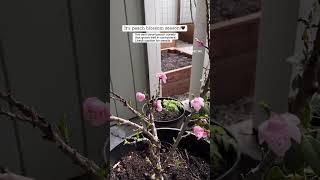 Bonanza dwarf peach tree is perfect for growing in containers! #gardener #organicgardener #plants