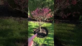My first solo bareroot planting (welfare check!!) #treeplanting #landscaper #redsealvas #bareroot