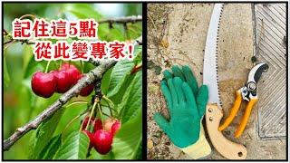 果樹修剪无从下手？记住这5点就够了！种什么都不怕，年年有豐收 【果树修剪基础】