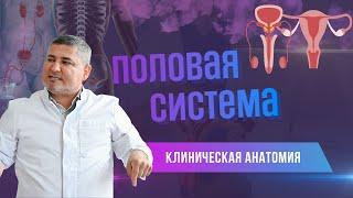 Половая система. Клиническая анатомия