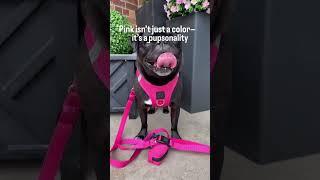 Real Pugs Wear Pink  | Park Ave Pink Walking Set