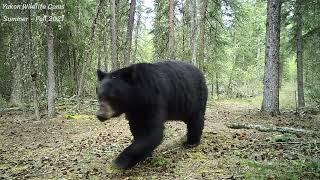 The Yukon's wild highway