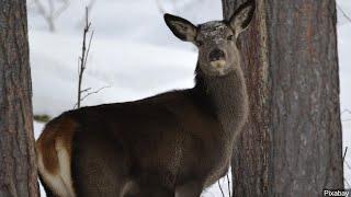 CWD Confirmed in Wild Deer in Grand Rapids