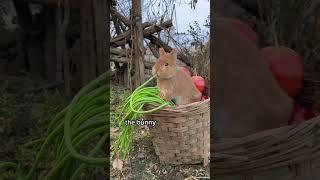 A Food Loving Bunny Cherished by Grandpa #animals #love #shorts