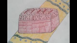 HOW TO DRAW BREAD  \  CÓMO DIBUJAR PAN  \  COMMENT DESSINER DU PAIN