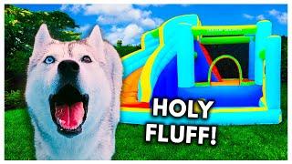 Surprising My Husky with a Bouncy House Pool Party for Her Birthday!