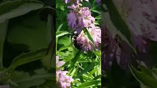 Horsemint aka Monarda Citriodora gets pollinated