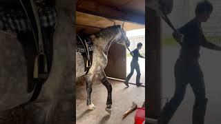 #horse #лошади #лошадь #спорт