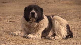 Tajik sagi dahmarda Polvon & his pack from Shahrituz/ Полвон из Шахритуза и его стая