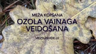 Ozola vainaga vedošana  jauniem kokiem