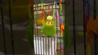 You're Amazing! Sweet Bird - Boba the Budgie - #shorts