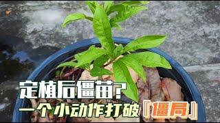 果樹定植後僵苗咋辦？一個小小動作，打破“僵局”爆新芽