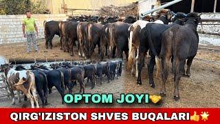 QIRG’IZISTON SHVES BUQALAR️33-587-50-50 / 91-204-17-32 ARZONCHI UKAMIZGA