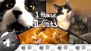 An Introduction to the Cat-astrophe | 1 House, 11 Cats