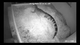 Chinese Alligator (Alligator Sinensis) scraping out a nest | CAKES Alligators