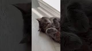 Такие кошачьи дела!