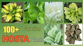 100 Species of Hosta Plant | Hosta Plant Varieties with Names | Plant and Planting