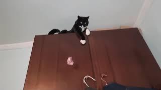 (Misho) playing with smart cat ‍⬛