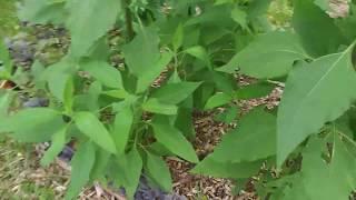 A few of my Perennials in Central Florida garden update