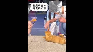 流浪狗狗懂事得让人心疼#狗狗 #狗狗的心思都写在脸上了 #治愈系 #流浪狗 #狗狗故事 （视频素材源自于@闰土 ）