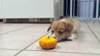 Corgi Puppy Can't Deal With Mini Pumpkin