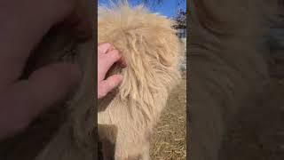 Falling for these mini highland cows #highland #highlandcow #minicow #pets #farmanimals #farmlife