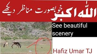 Allah o Akbar khabsurat manazr deky || see beautiful scenrey || Hafiz Umar TJ