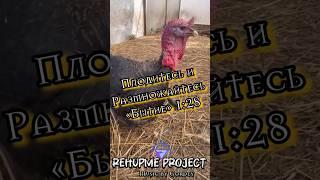 Если вы проводите время с животными, вы рискуете стать лучше #индейка #птицеводство #rehupme