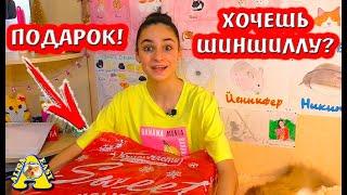 ТАКОГО НЕ ожидали... / ОЧЕНЬ КЛАССНЫЙ ПОДАРОК! / РАСПАКОВКА / Alisa Easy Pets