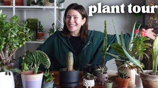 My cactus & succulent houseplant collection