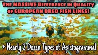 The Largest US Importer of Rare European Ornamental Fish! Red Fish, Blue Fish Retail Store. WA State