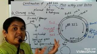 Characteristics of pBR322