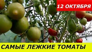 12 ОКТЯБРЯ 2020  САМЫЕ ЛЕЖКИЕ ТОМАТЫ