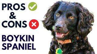 Boykin Spaniel Pros and Cons | Boykin Spaniel  Advantages and Disadvantages