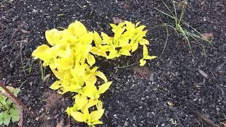 Hosta Fire Island