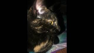 Cute little Ember #cutecat #catshorts #cats #tortoiseshellcat #cuteanimal #viral #viralvideo