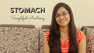 STOMACH | ANATOMY | SIMPLIFIED