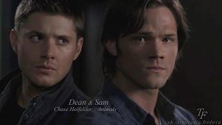 Dean & Sam | Animals