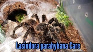 Brazilian Salmon Pink Birdeater Care (Lasiodora parahybana)