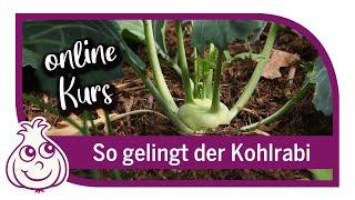 Kohlrabi anbauen | Online Kurs Teil1